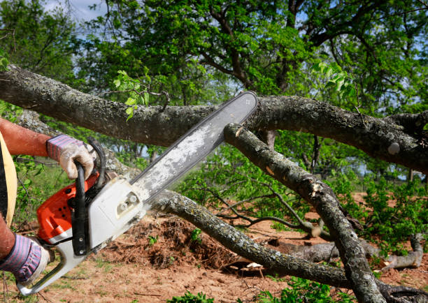 Best Professional Tree Care  in Ritzville, WA